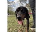 Adopt Jaxon a Hound