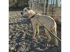 Zoey Labrador Retriever Young Female