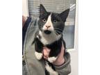 Oreo Domestic Shorthair Young Male