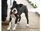 NIGHT American Pit Bull Terrier Young Male