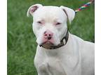 Archie (Neutered) American Staffordshire Terrier Young Male