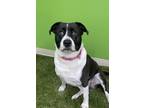 Kate American Pit Bull Terrier Adult Female