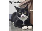 Adopt Sylvester a Tuxedo