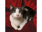 Adopt Cookie a Domestic Short Hair