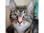 Adopt Kevin a Tabby