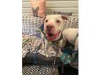 Adopt Sonic a Pit Bull Terrier