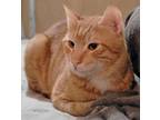 Adopt Happy Go HUMMER - Deaf a Egyptian Mau