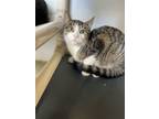 Adopt Franken Berry a Domestic Short Hair