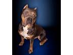 Adopt Bocephus a Pit Bull Terrier