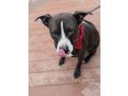 Adopt Danny a American Staffordshire Terrier