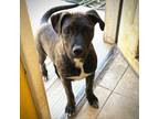 Adopt Pickles a Pit Bull Terrier, Labrador Retriever