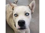 Adopt Inigo Montoya a Husky