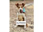 Adopt Alfredo a Australian Shepherd, Mixed Breed