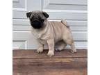 Pug Puppy for sale in Winder, GA, USA