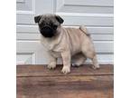 Male Pug