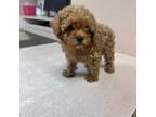 Poodle (Toy) Puppy for sale in Winder, GA, USA