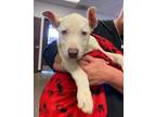 Adopt Moe a American Pit Bull Terrier / Mixed dog in Tehachapi, CA (37835840)