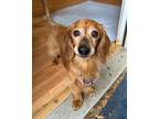 Adopt Hilda a Red/Golden/Orange/Chestnut Dachshund / Mixed dog in Eugene