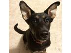 Adopt Gaia - Purple a Brown/Chocolate German Shepherd Dog / Labrador Retriever /