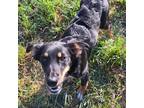 Adopt Nike - Orange a Brown/Chocolate Husky / German Shepherd Dog / Mixed dog in