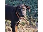 Adopt Demeter - Red a Black German Shepherd Dog / Labrador Retriever / Mixed dog