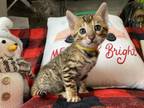 Bengal Kittens Ready End Of January