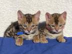 Bengal Kittens Ready Early February