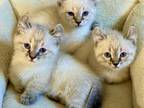 Yens Kittens