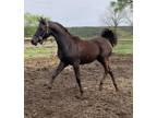 Gorgeous Black Arabian Colt