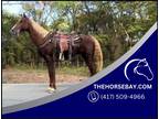 16HH Chestnut American Saddlebred Trail Gelding - Available on [url removed]