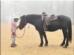 Zeus ~Stunning 6yo Percheron Gelding~