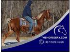 Chestnut Tennessee Walking Horse Gaited Trail Gelding - Available on