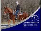 Sorrel Tennessee Walking Gaited Trail Horse Gelding - Available on