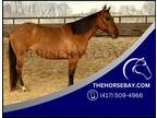 Dun Roan AQHA Beginner Lesson and Kid Safe Trail Mare - Available on