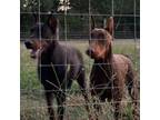 Doberman Pinscher Puppy for sale in Shelby, AL, USA