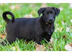 Sunstone Jewel Gemstone Labrador Retriever Adult Male