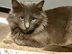 Curly Sue Norwegian Forest Cat Young Female