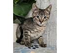 Wallen Domestic Shorthair Kitten Male