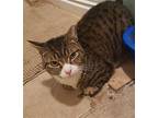 Prince Domestic Shorthair Adult Male
