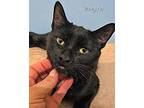 Bagira Domestic Shorthair Adult Female