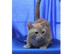 Winky - 38959 Domestic Shorthair Young Male