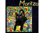 Maritza (available soon) Domestic Shorthair Young Female