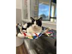 Junior Domestic Shorthair Young Male