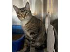 Mimi Domestic Shorthair Adult Female