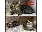 Toffee Domestic Mediumhair Kitten Female