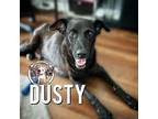 Dusty Astro Labrador Retriever Adult Female
