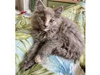 Snickers Domestic Longhair Kitten Male