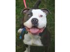 Charming American Pit Bull Terrier Young Male