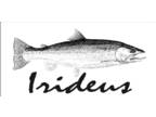 Irideus fly fishing flies Local Talent Leggy Caddis Trout Flies River Steelhead