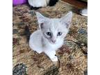 Glenda Siamese Kitten Female